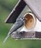 Bird feeder feeders peanut butter hanging outdoors birds outdoor wood poly amish